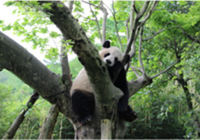 熊猫之家——都江堰熊猫乐园攻略