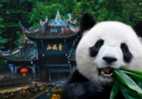 小编教你巧分熊猫基地、熊猫谷、熊猫乐园
