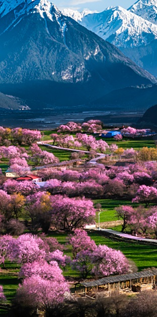 桃花_01 1